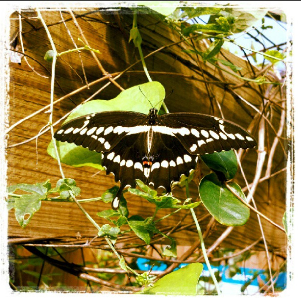 Coastal Discovery Butterfly